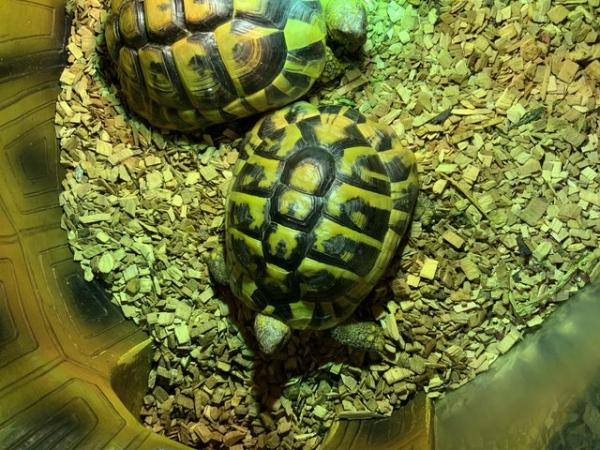 Image 3 of Herman Tortoises 1 male 1 female 4 years ol