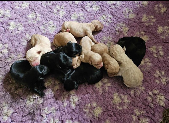 Preview of the first image of Labrador Puppies for sale.