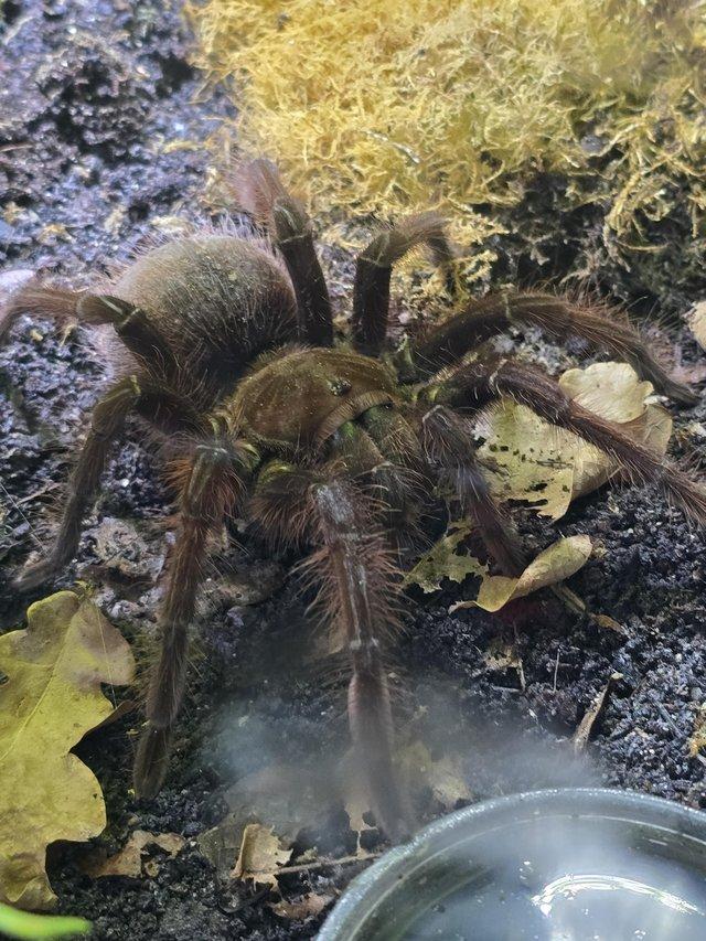 Preview of the first image of 14 tarantulas, theraphosa apophysis female, bioactive setup.