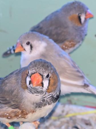 Image 7 of Young Zebra finches for sale