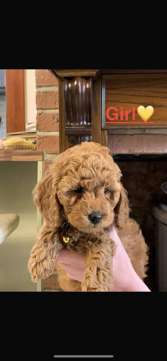 Preview of the first image of Gorgeous Cockapoo Puppies.