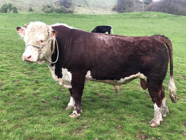 Preview of the first image of Pedigree Hereford Bull , Severvale Blue Star.