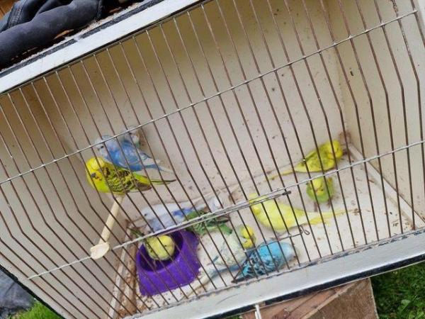 Image 3 of Budgies last years birds male and female available