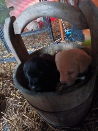 Image 3 of Labarador puppies fox red and black,