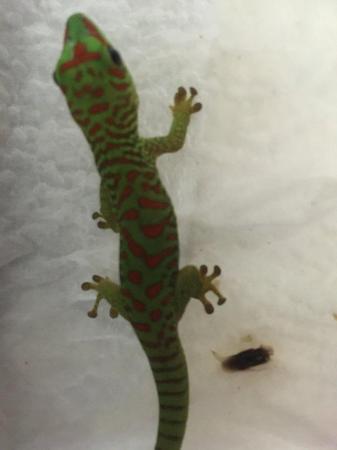 Image 3 of CAPTIVE BRED YOUNG  GIANT DAY GECKOS