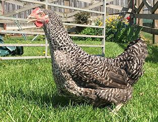 Image 5 of CHICKENS......available now...(vaccinated/DEFRA reg)........