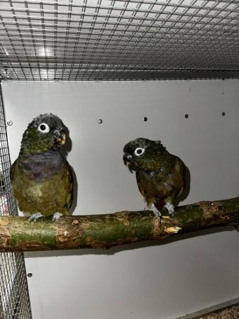 Image 4 of Breeding pair of maxi pionus parrots