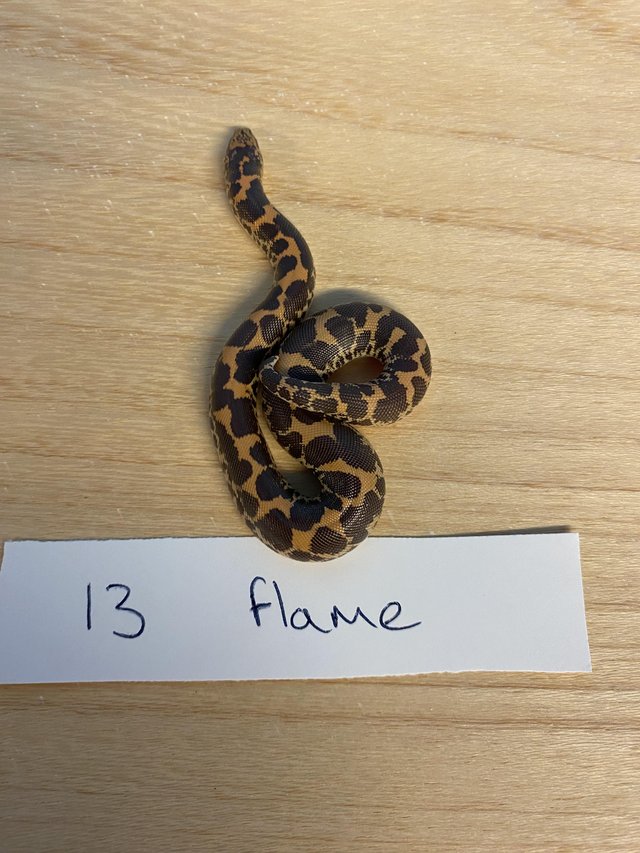 Preview of the first image of Flame Kenyan Sand Boa 2023.