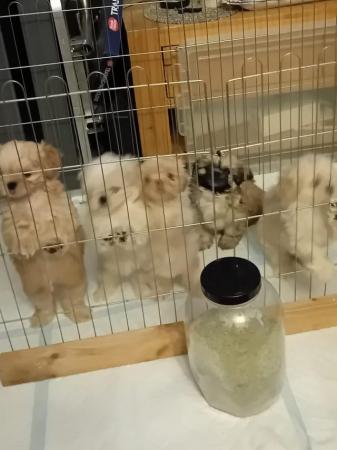 Image 5 of Stunning Imperial Shih Tzu puppies Ready now