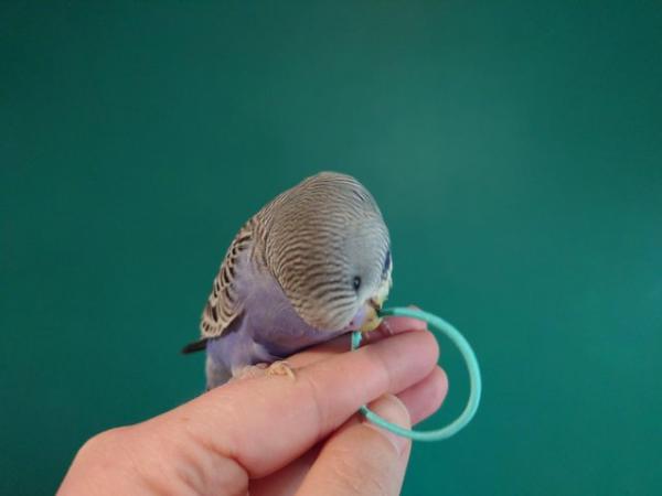 Image 11 of Hand reared silly tame baby budgie for sale