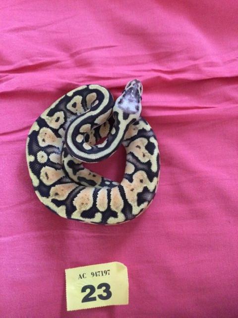 Preview of the first image of Female super pastel baby royal python.