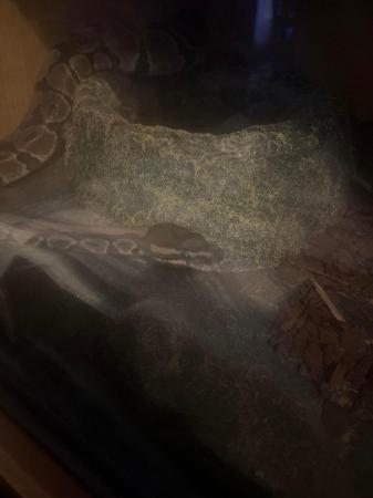 Image 5 of looking to sell my female royal python