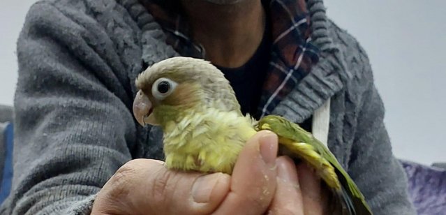 Image 4 of Semi tame young conure for new home