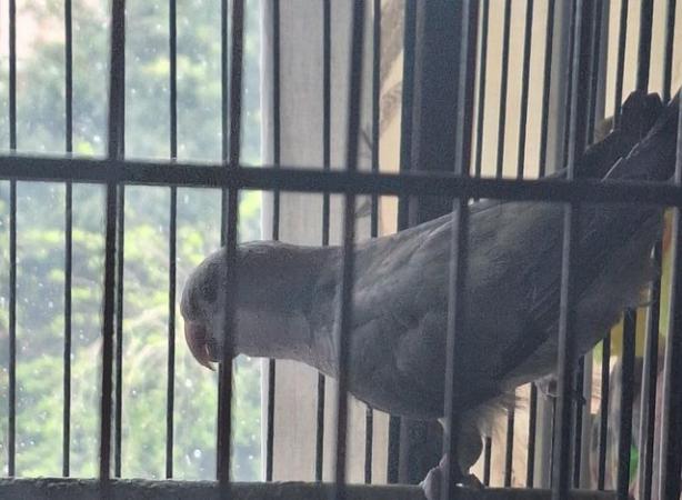 Image 5 of Quaker parrot for rehome