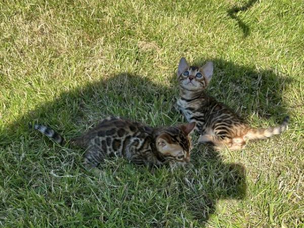 Image 36 of Tica bengal kittens for sale!