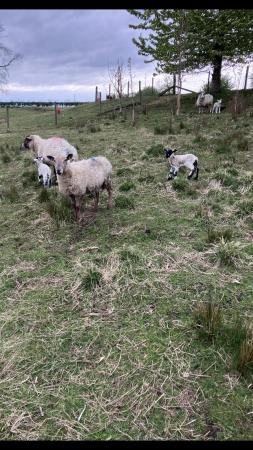 Image 1 of ewes and lambs for sale