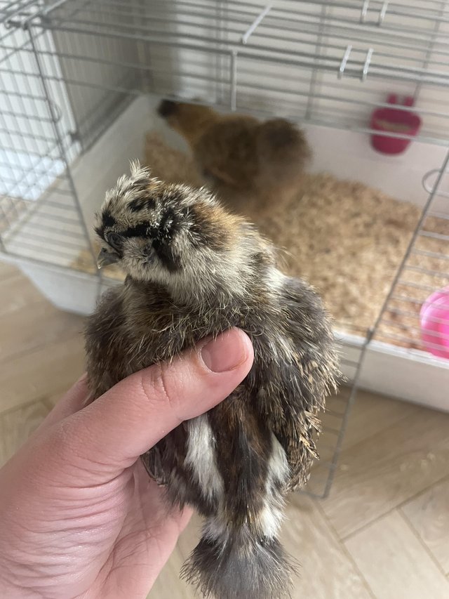 Preview of the first image of Silkie chicks silkie chickens.