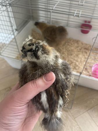 Image 1 of Silkie chicks silkie chickens