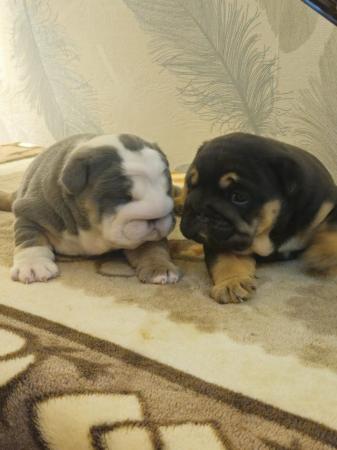 Image 10 of English Bulldog Puppies, Blue & Tan, Blue & White For Sale