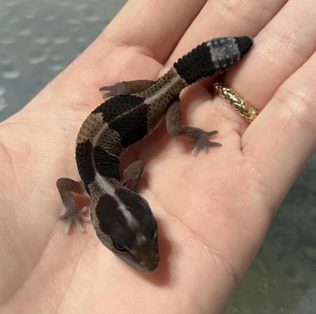 Image 3 of Unsexed Baby African Fat Tail Gecko for Sale