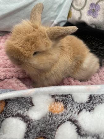 Image 7 of Indoor raised mini lops