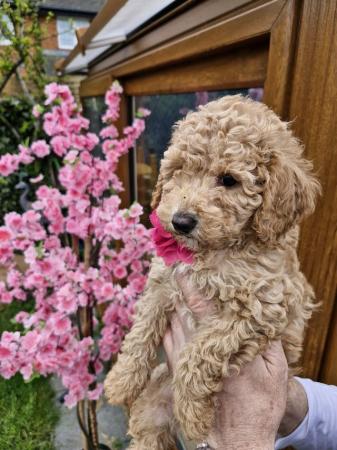 Image 11 of Beautiful Red Poodle Puppies READY THIS WEEKEND.