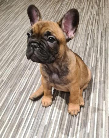 Image 9 of Health & dna tested Copperbull lines kc French bulldogs