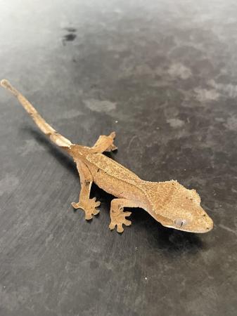 Image 2 of Crested gecko hatchlings and juvenile for sale, available