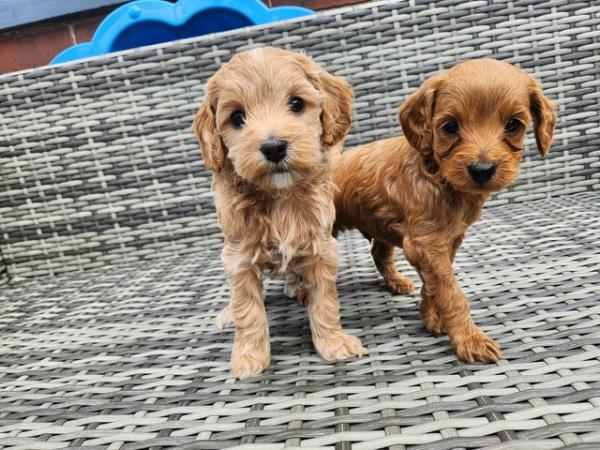 Image 27 of GORGEOUS COCKAPOO PUPPIES FOR SALE