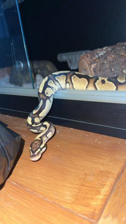 Image 1 of Pastel royal python for sale