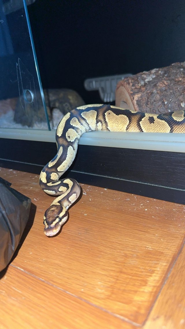 Preview of the first image of Pastel royal python for sale.