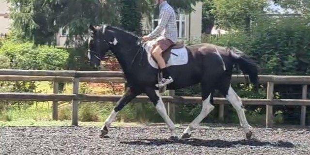 Preview of the first image of 16.2hh 5yr Gelding just broken..