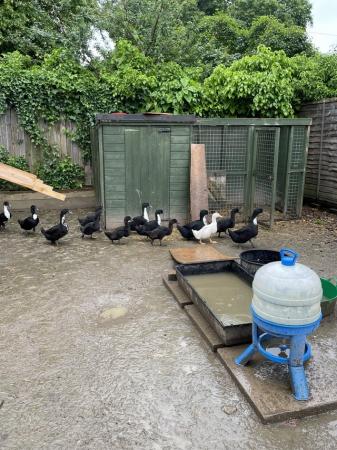 Image 1 of Cayuga x Aylesbury Ducks for sale