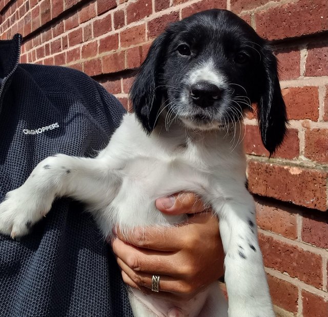 Preview of the first image of 2 Stunning Springer Spaniel x Cockerpoo pups..