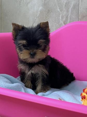 Image 5 of ONE YORKSHIRE TERRIER TOY BOY LEFT.