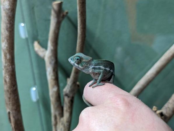 Image 1 of Blue-bar Ambilobe Panther Chameleons