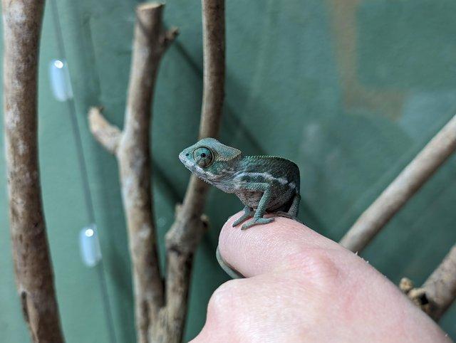 Preview of the first image of Blue-bar Ambilobe Panther Chameleons.