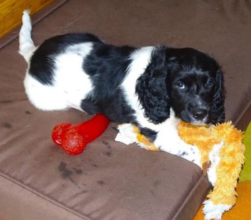 Image 1 of English Springer Spaniel, fully vaccinated, for sale