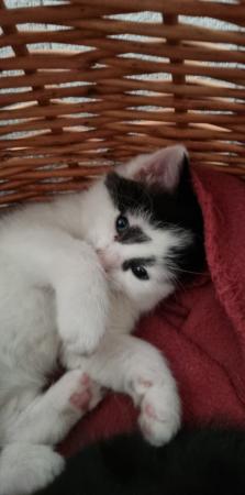 Image 1 of Beautiful kittens now available