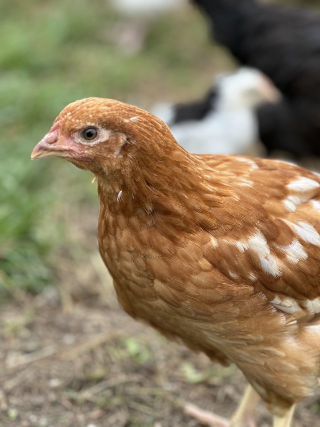 Preview of the first image of Hybrid Pullets - lovely birds.