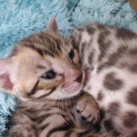 Image 2 of Pedigree Bengals Kittens from TICA reg Lil Bengals Durham