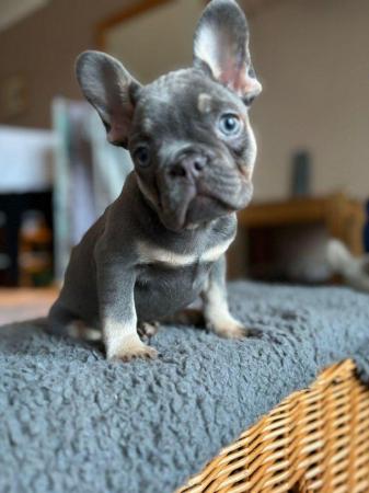 Image 7 of 10 week old Registered Frenchies