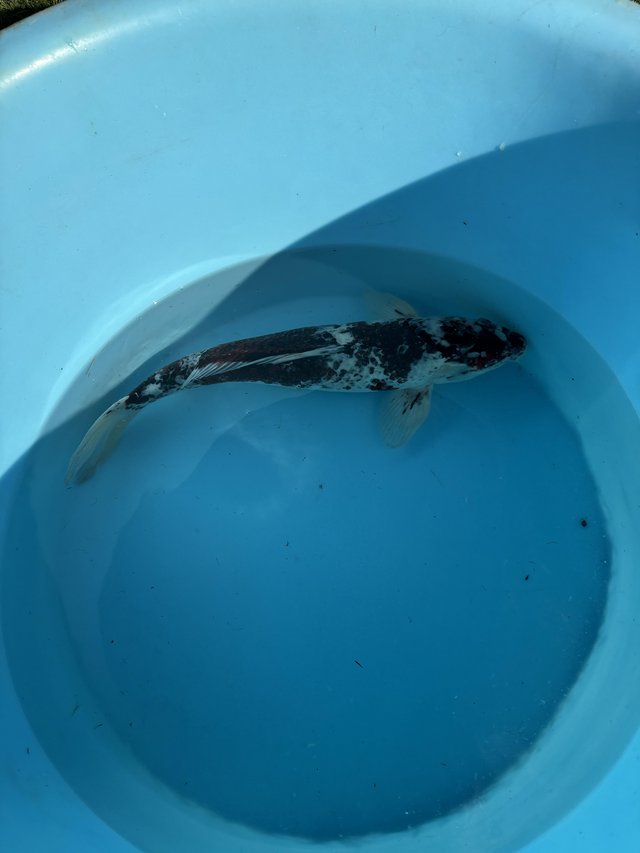 For sale 55cm goromo koi — photo 4 of 4