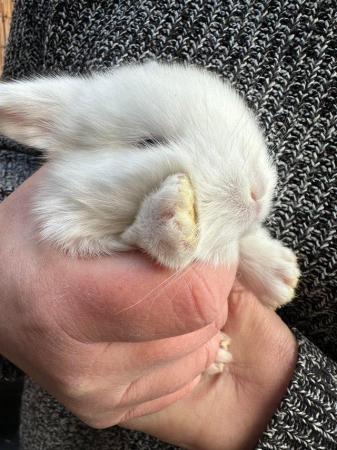 Image 3 of Two white mini lop bunnies both boys