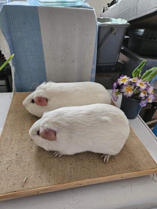 Preview of the first image of I have Trio's of  Dark Eye White Guinea Pigs.