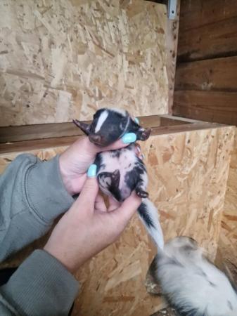 Image 6 of skunk kits black&white ready to reserve!