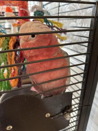 Image 3 of Unsexed Galah parrot for sale