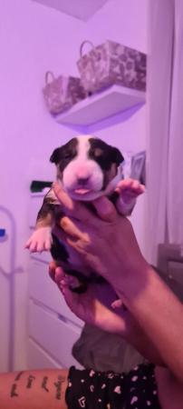 Image 3 of English bull terrier puppies ! Kc Registered