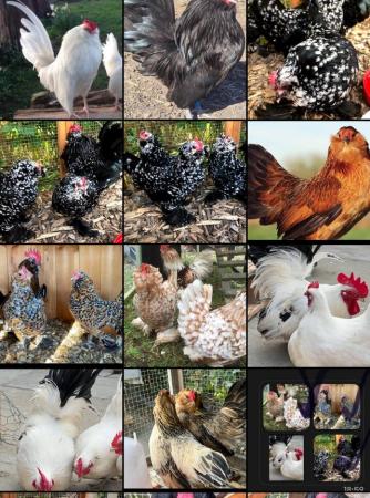 Image 2 of Chick & eggs Barbu breeds, Araucanas & Polish for sale