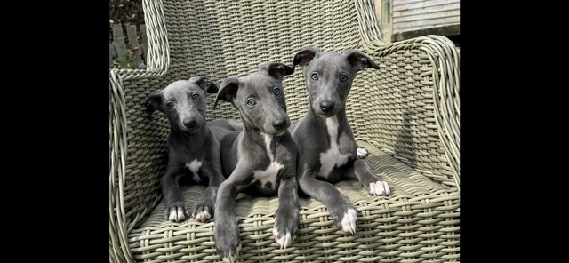 Preview of the first image of 3 stunning KC registered blue whippet boys for sale.